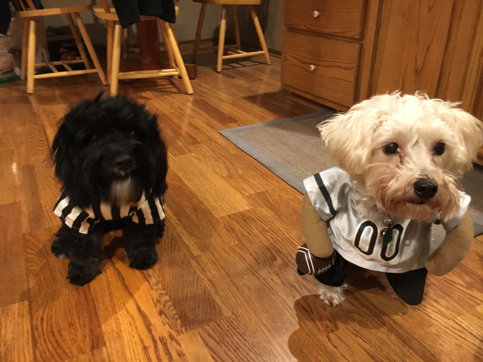 Dogs